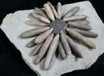 Asterocidaris Urchin Fossil - Jurassic #5922-3